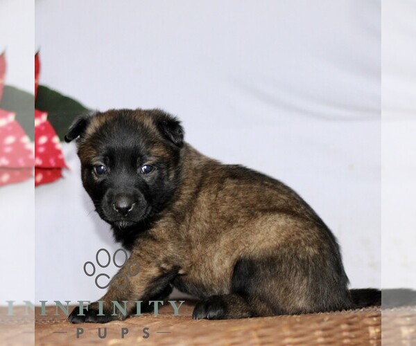Medium Photo #2 Belgian Malinois Puppy For Sale in STRASBURG, PA, USA