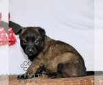 Small #1 Belgian Malinois