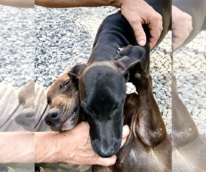 Doberman Pinscher-Unknown Mix Dogs for adoption in Thomasville, NC, USA