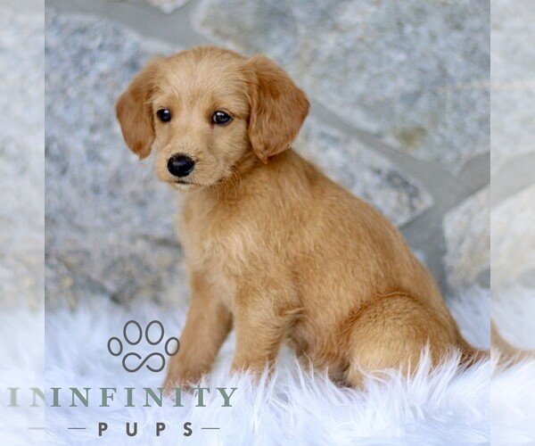 Medium Photo #4 Miniature Labradoodle Puppy For Sale in BIRD IN HAND, PA, USA