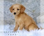 Small #3 Miniature Labradoodle
