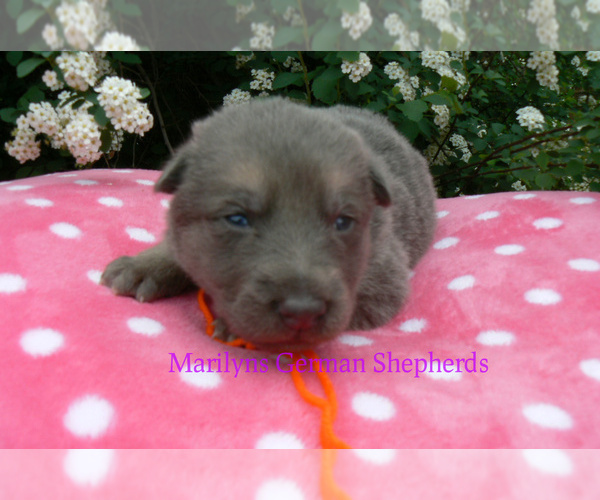 Medium Photo #2 German Shepherd Dog Puppy For Sale in PIEDMONT, MO, USA