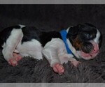 Small Photo #6 English Springer Spaniel Puppy For Sale in LITCHFIELD, MN, USA