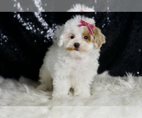 Medium Photo #6 Maltipoo Puppy For Sale in WARSAW, IN, USA