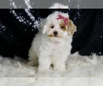 Small #5 Maltipoo