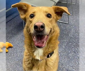 Siberian Husky-Unknown Mix Dogs for adoption in Anchorage, AK, USA