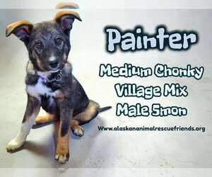 Labsky Dogs for adoption in Anchorage, AK, USA