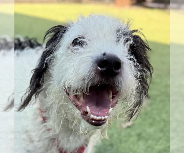 Medium Photo #7 Mutt Puppy For Sale in Lake Forest, CA, USA