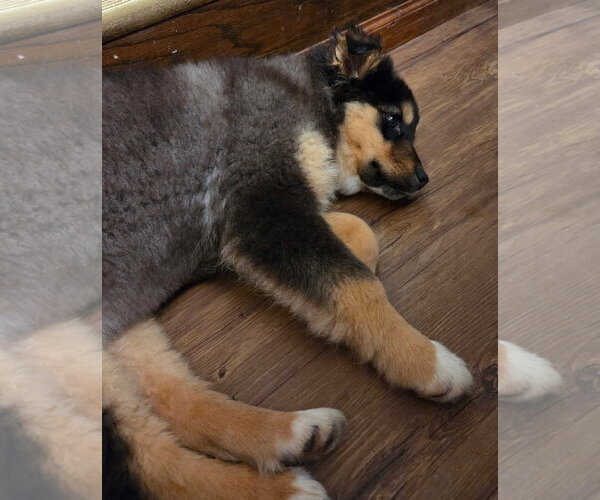 Medium Photo #4 Mutt Puppy For Sale in Cottage Grove, MN, USA