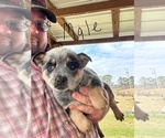 Small #6 Australian Cattle Dog