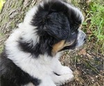 Small Photo #22 Australian Shepherd Puppy For Sale in MABEL, MN, USA