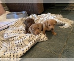 Small Photo #3 Dachshund Puppy For Sale in OCALA, FL, USA