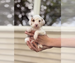 Goldendoodle (Miniature) Puppy for sale in SAINT MARYS, KS, USA