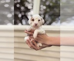 Small Goldendoodle (Miniature)