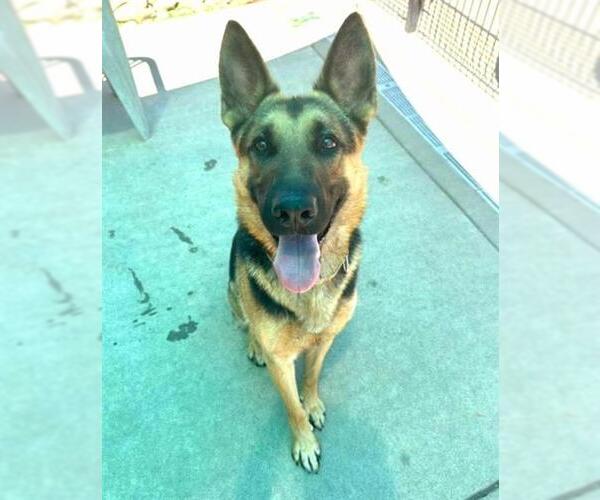 Medium Photo #1 German Shepherd Dog Puppy For Sale in Sacramento, CA, USA