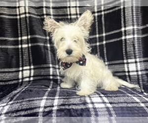 West Highland White Terrier Puppy for sale in LAKELAND, FL, USA
