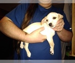 Small Photo #3 Chiweenie Puppy For Sale in VANCOUVER, WA, USA
