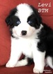 Small Photo #2 Australian Shepherd Puppy For Sale in WEATHERFORD, TX, USA