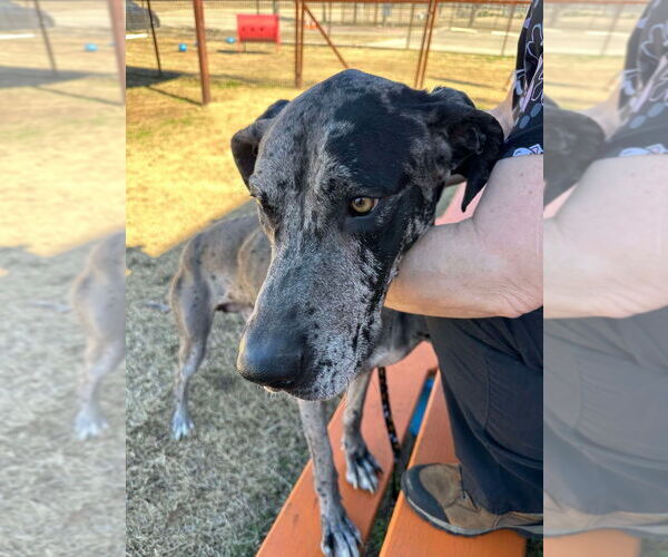 Medium Photo #2 Great Dane Puppy For Sale in Bullard, TX, USA