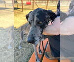 Small #1 Great Dane