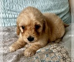 Small Photo #46 Goldendoodle (Miniature) Puppy For Sale in PENSACOLA, FL, USA