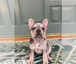 Small #5 French Bulldog