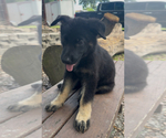 Small #7 German Shepherd Dog