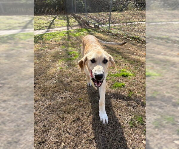 Medium Photo #3 Anatolian Shepherd-Great Pyrenees Mix Puppy For Sale in Winter Park, CO, USA