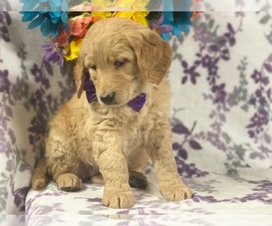 Goldendoodle Puppy for sale in LANCASTER, PA, USA