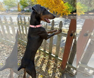 Doberman Pinscher Dogs for adoption in Minneaoplis, MN, USA