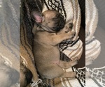 Small Photo #4 French Bulldog Puppy For Sale in WARREN, MI, USA