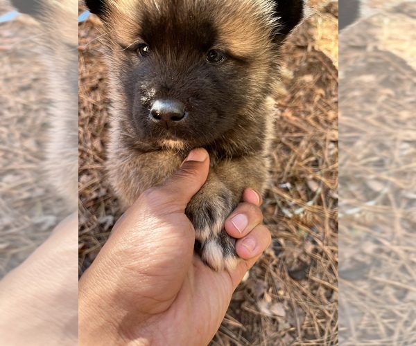 Medium Photo #2 Akita Puppy For Sale in MEMORIAL SQUARE, GA, USA