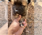 Small Photo #2 Akita Puppy For Sale in MEMORIAL SQUARE, GA, USA