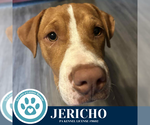 Small #3 American Pit Bull Terrier-Labrador Retriever Mix