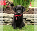 Small Photo #1 Labrador Retriever Puppy For Sale in QUARRYVILLE, PA, USA