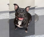 Small #1 American Staffordshire Terrier Mix