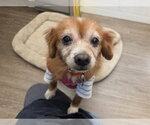 Small Chihuahua