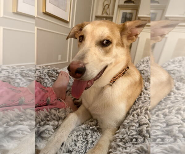 Medium Photo #3 Gerberian Shepsky Puppy For Sale in The Woodlands, TX, USA