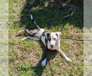 Catahoula Leopard Dog-Treeing Walker Coonhound Mix Dogs for adoption in Farmerville, LA, USA