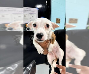 Chihuahua-Unknown Mix Dogs for adoption in Temple, TX, USA