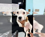 Small Chihuahua Mix