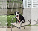 Small American Staffordshire Terrier Mix