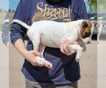 Small #4 American Staffordshire Terrier-Boxer Mix