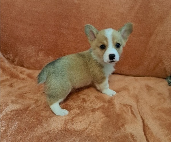 Medium Photo #4 Pembroke Welsh Corgi Puppy For Sale in SHILOH, OH, USA