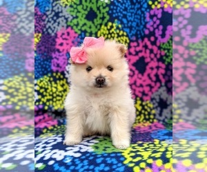 Pomeranian Puppy for sale in QUARRYVILLE, PA, USA