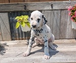 Small #3 Dalmatian