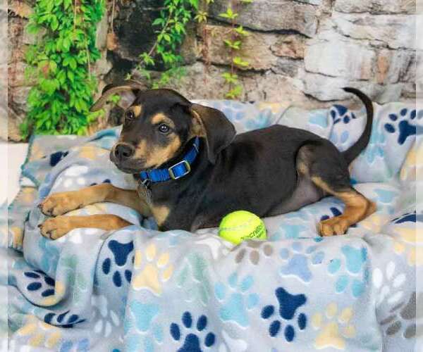 Medium Photo #2 Mutt Puppy For Sale in Kennesaw, GA, USA
