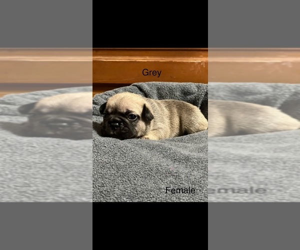 Medium Photo #1 French Bulldog Puppy For Sale in JASPER, FL, USA