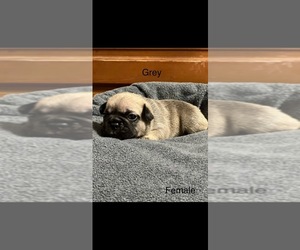 French Bulldog Puppy for sale in JASPER, FL, USA