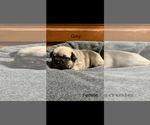 Image preview for Ad Listing. Nickname: Grey